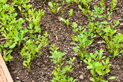 [2009-garden-4-methi-kalynskitchen.jpg]