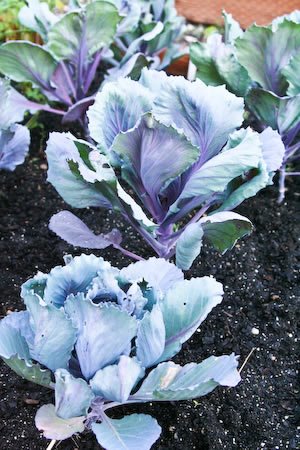 [2009-garden-cabbage-kalynskitchen.jpg]
