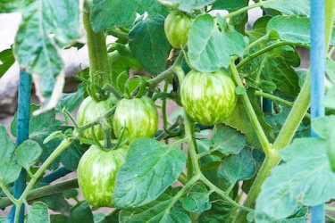 [2009-garden-green-zebra-kalynskitchen.jpg]