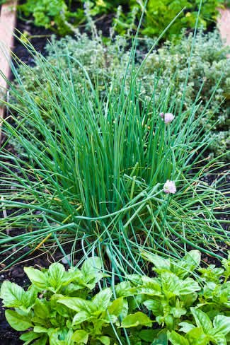 [2006-garden#6-chives-kalynskitchen.jpg]