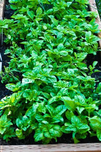 [2006-garden#6-basil-kalynskitchen.jpg]