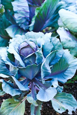 [2006-garden#6-cabbage-kalynskitchen.jpg]