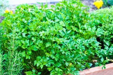 [flat-parsley-kalynskitchen.jpg]
