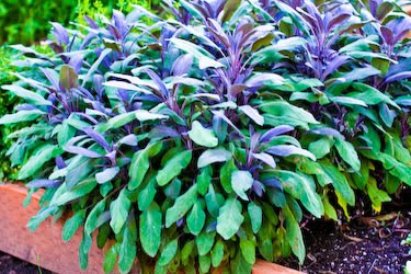 [purple-sage-kalynskitchen.jpg]