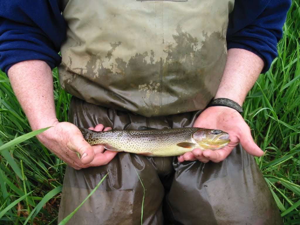The Dish on Fish: Restoring Tidal Marshes on Oregon Coast National