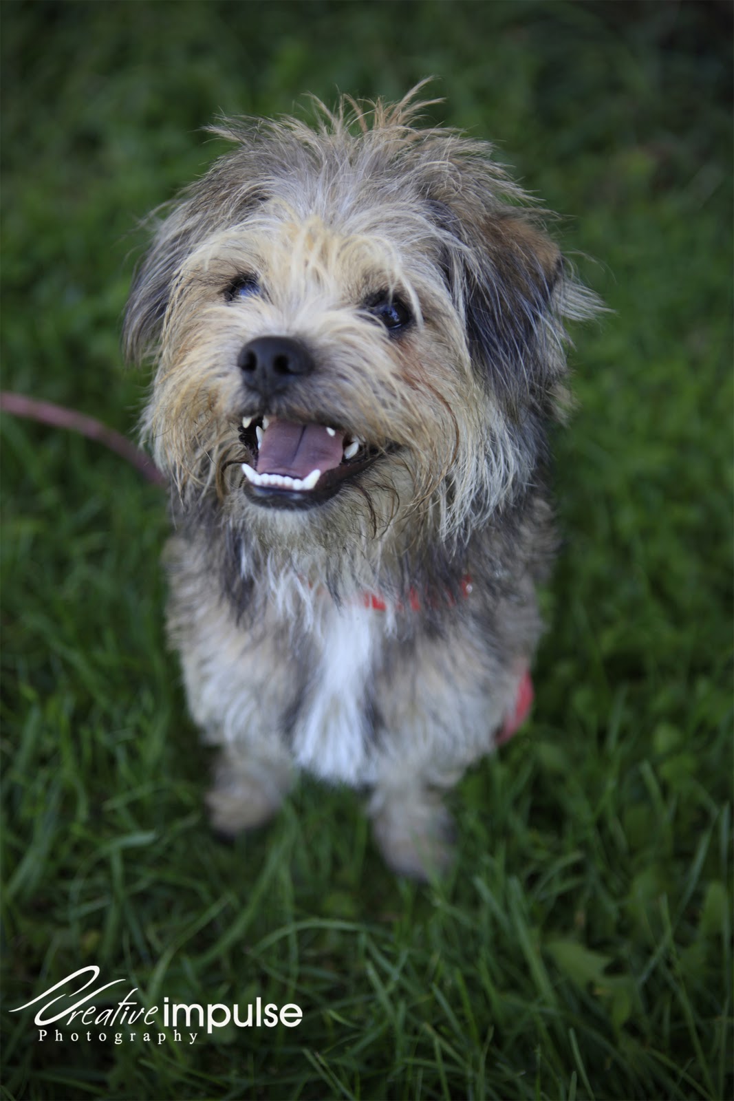 Creative Impulse Bailey Cairn Terrier Pug Mix for Adoption
