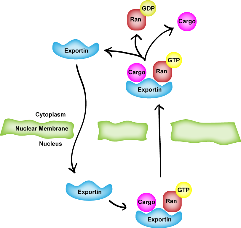 Poor, Hungry, and Drowsy: More about the Nucleus: Matrix, Envelope ...
