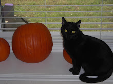 Our cat's favorite holiday