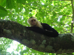 Monkey in Manuel Antonio, Costa Rica
