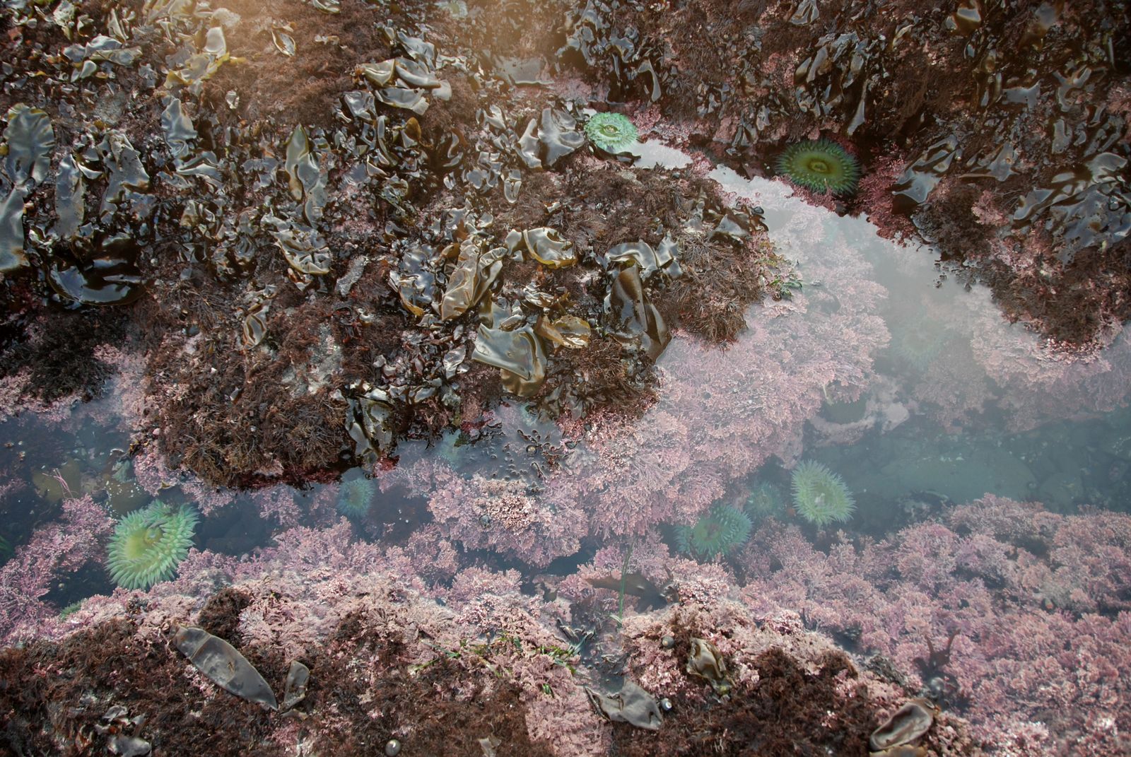 All Things Elise &amp; Alina: Tide Pools at Half Moon Bay - Part II