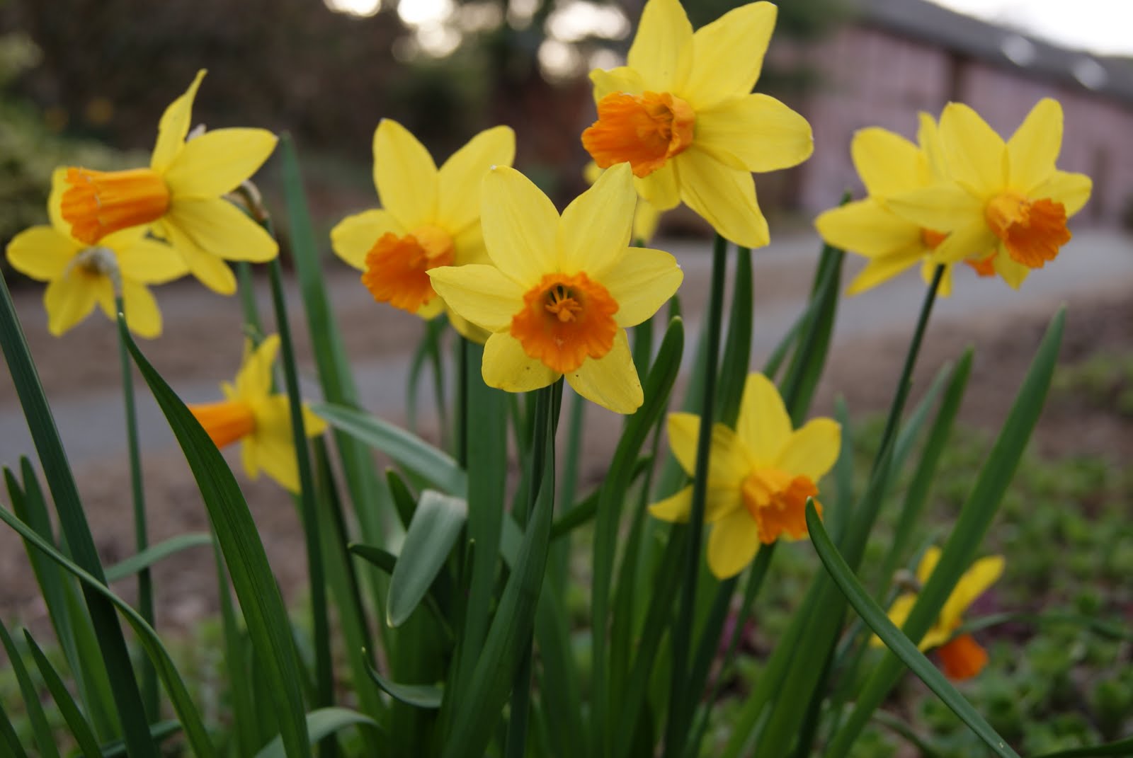 A View From Rural Wales Hosts of lovely Daffodils