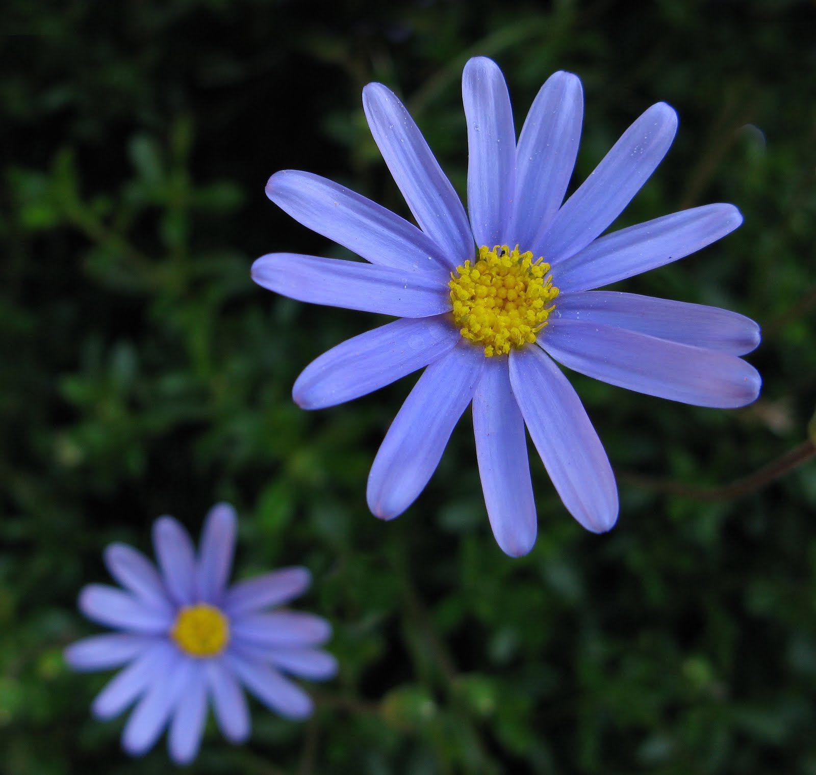Flores y Palabras Margarita azul (II)