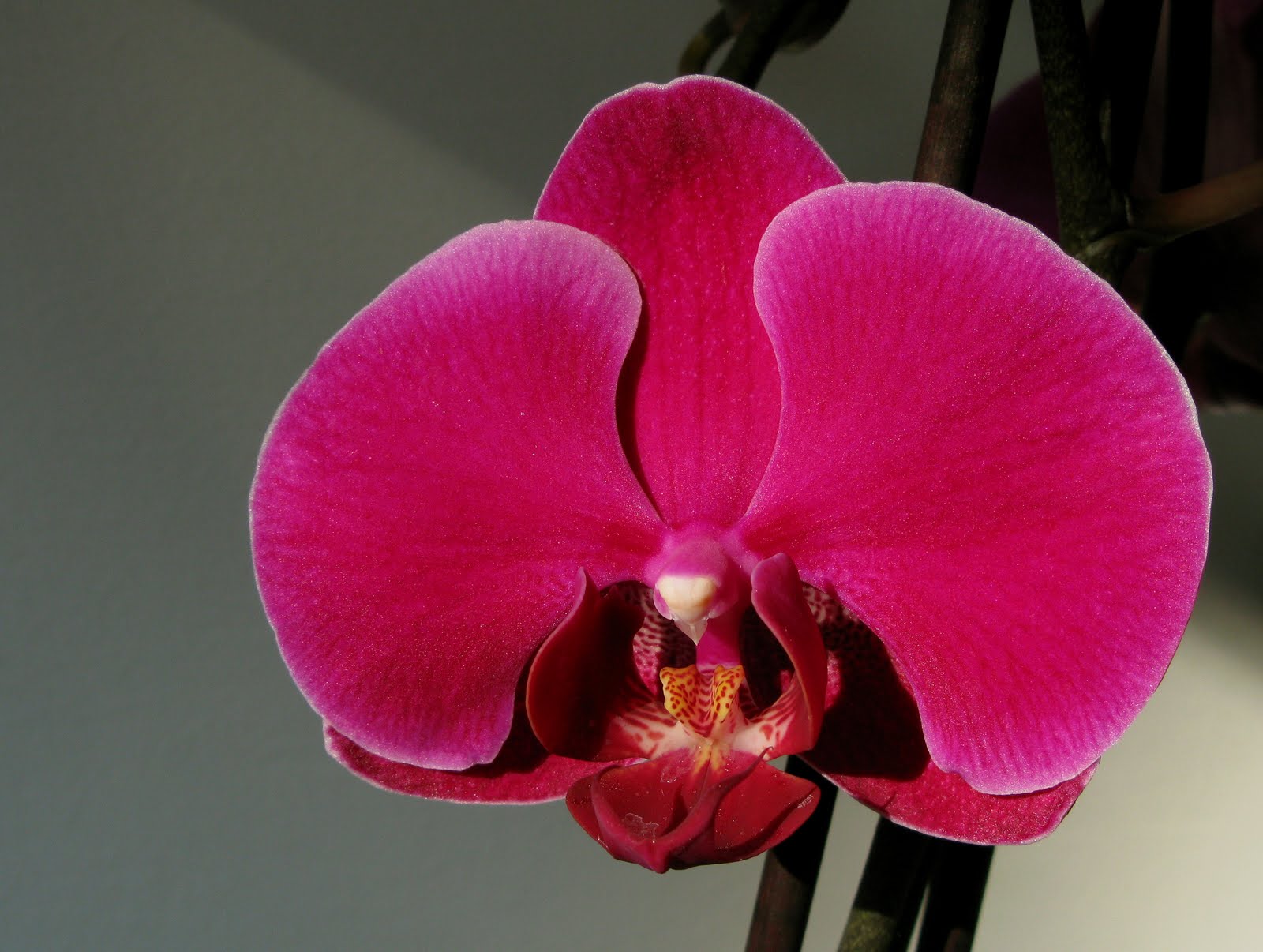 Flores y Palabras: Orquídea al sol y a la sombra