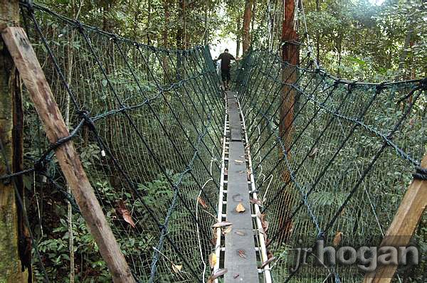 Canopy Walk in Batang Ai, Sarawak Sarawak Canopy Walk