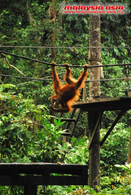 Photo Sepilok Orangutan Rehabilitation Center