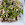 Salade de poulet façon Hué - Ga Xe Phai