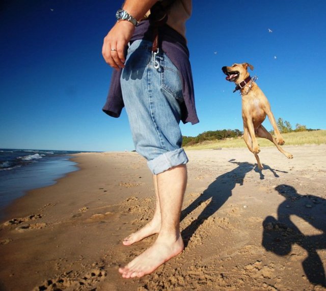 Fly_Dogs_5.jpg