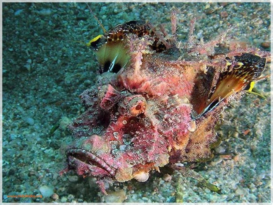 Big Pictures Rare Aquatic Animals Big Pictures Rare Aquatic Animals