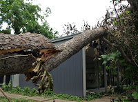 This tree narrowly missed the Jones House