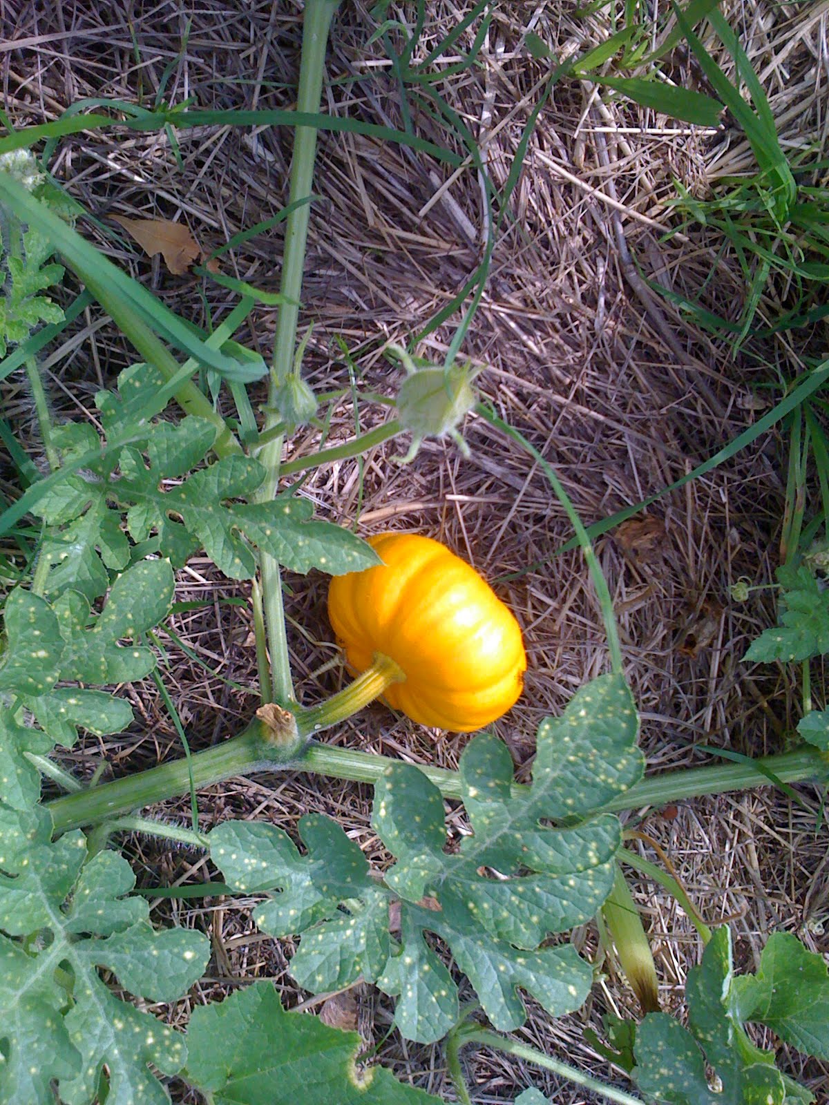 Foote L-5: Baby Pumpkin!