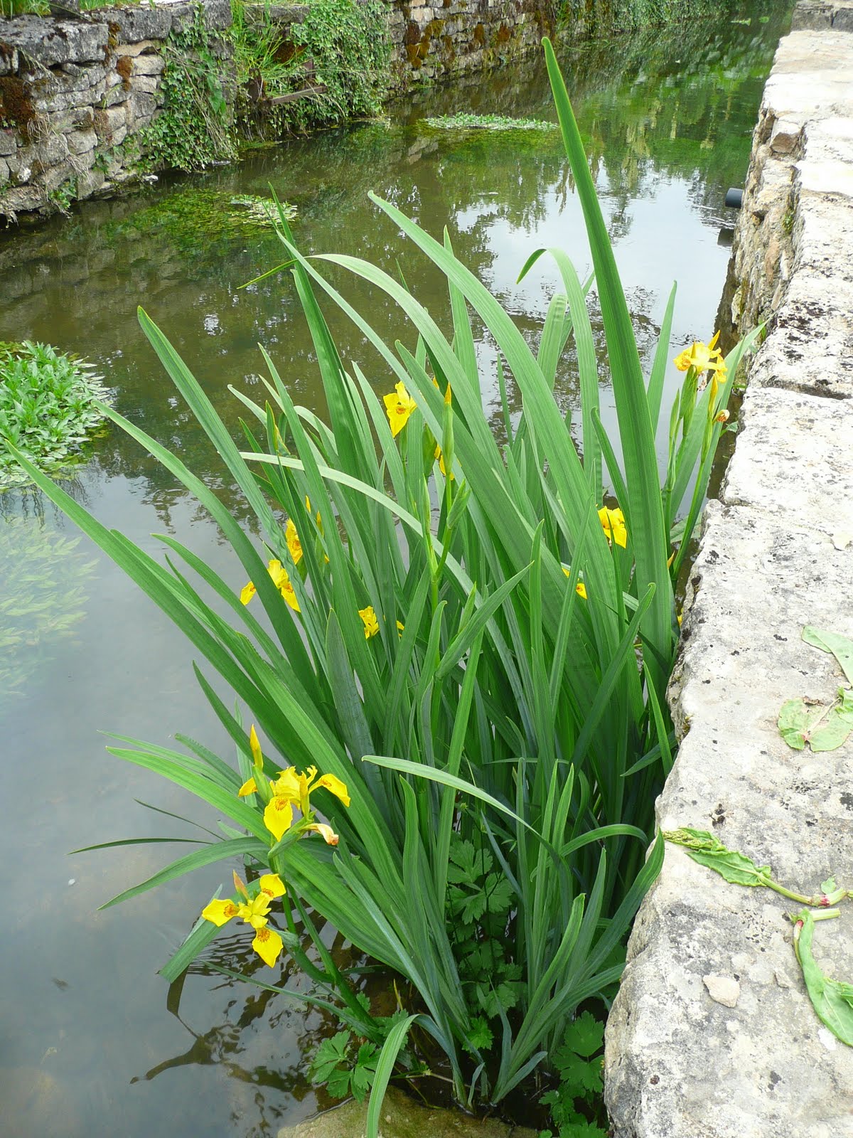 Notre Jardin Secret Weigelia Red Prince