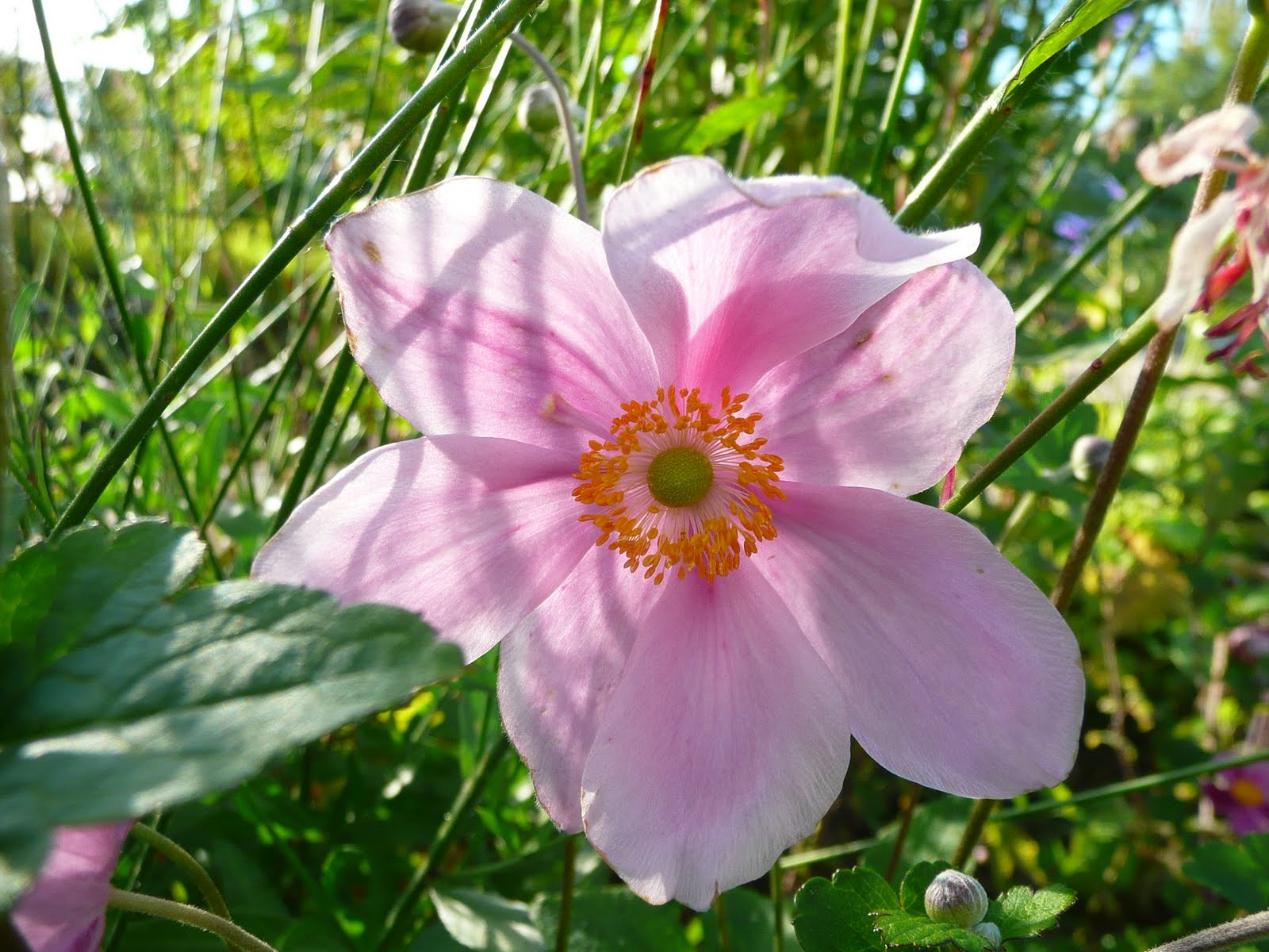 Notre jardin secret.: Anémones du japon , Abelia kaleidoscope et Potentille  lovely pink