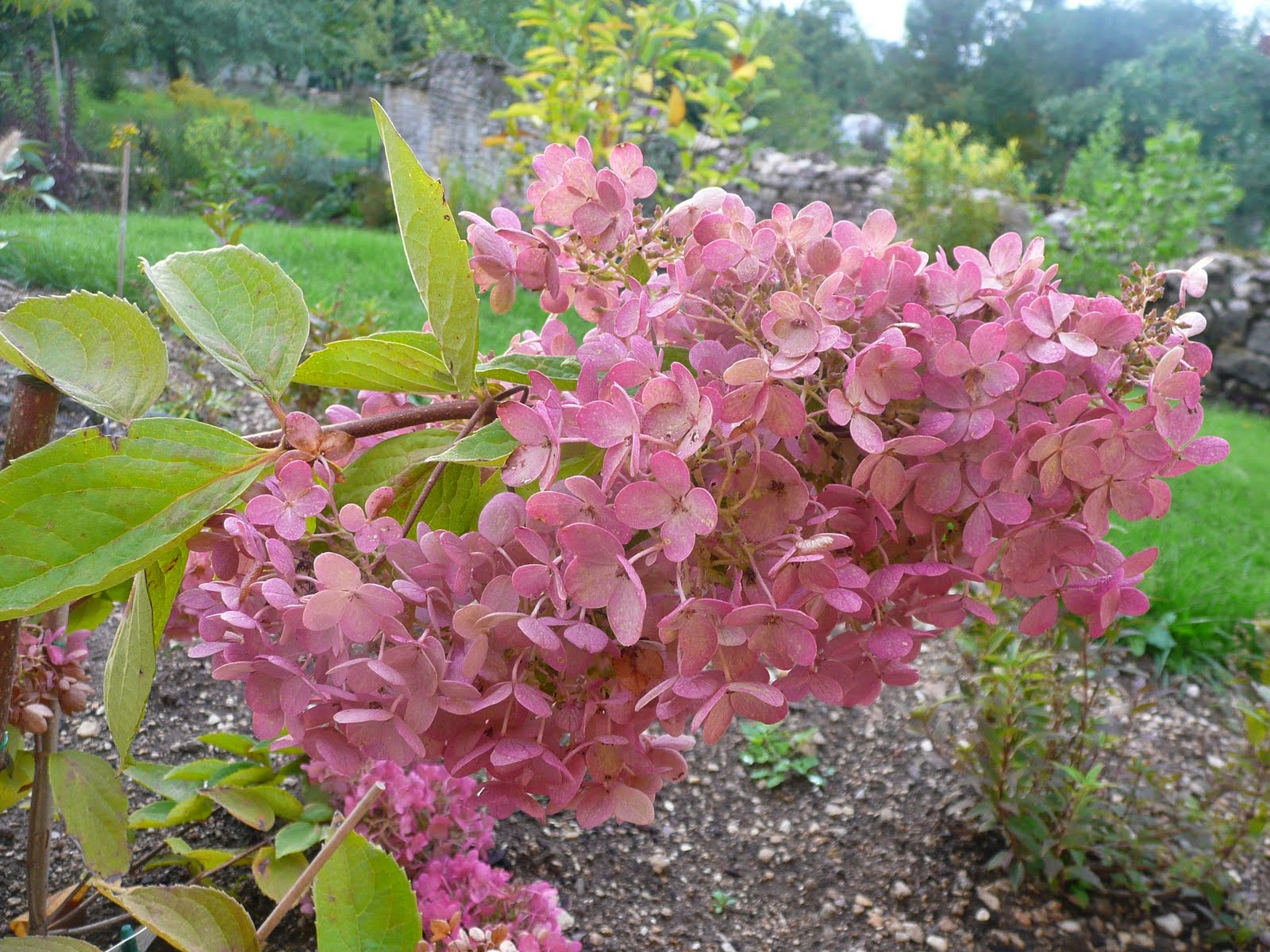 4 Coins Au Jardin Weigelia Styriaca