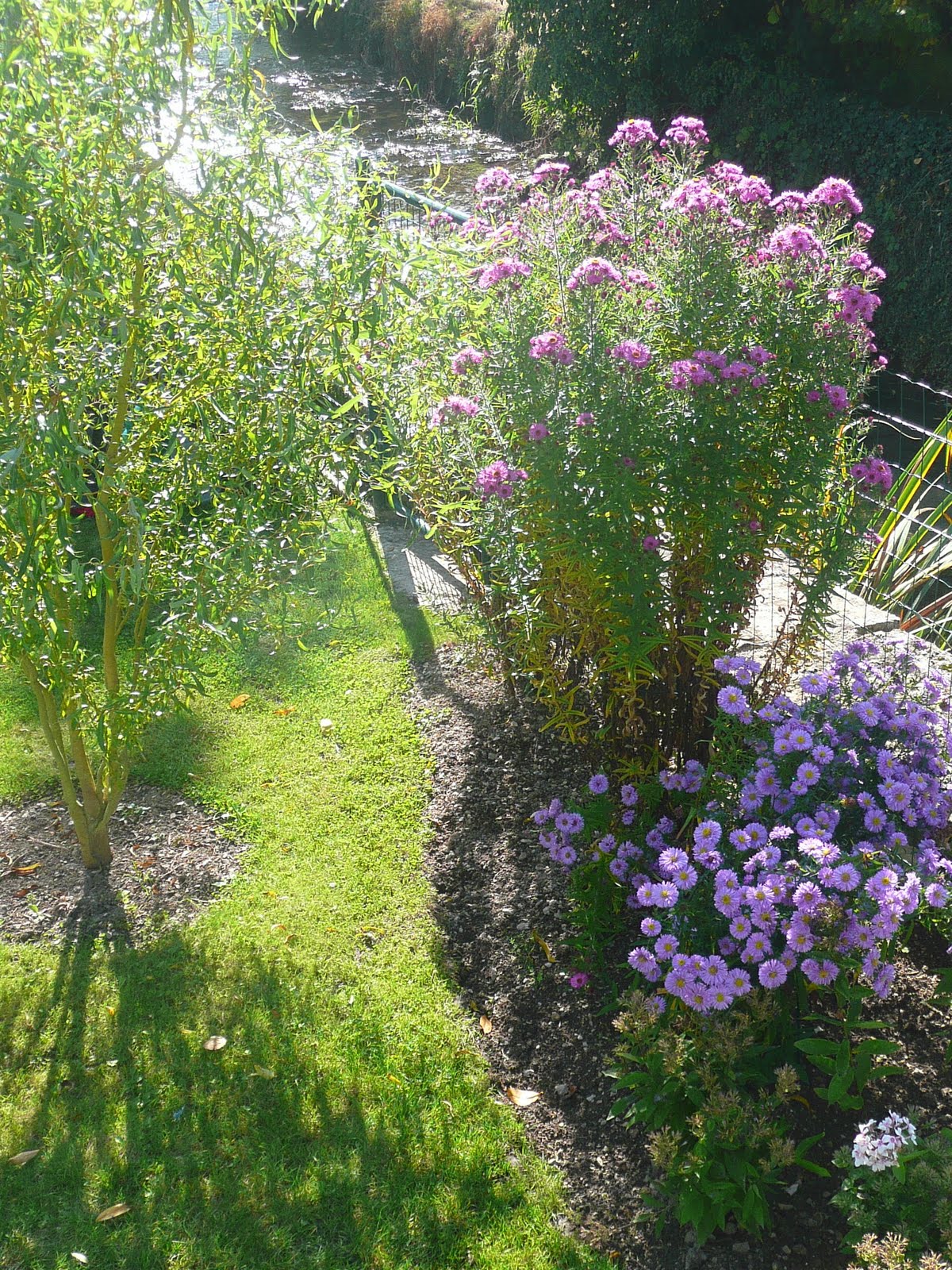 Roses Du Jardin Cheneland Geranium Phaeum Mourning Widow