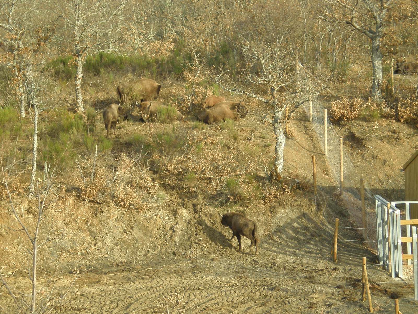 Foto de Ruta de los Dinosaurios en San Cebrián de Mudá, Palencia