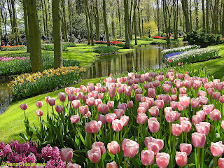 gambar_taman_bunga_tulip