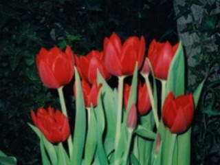 gambar_bunga_tulip_merah