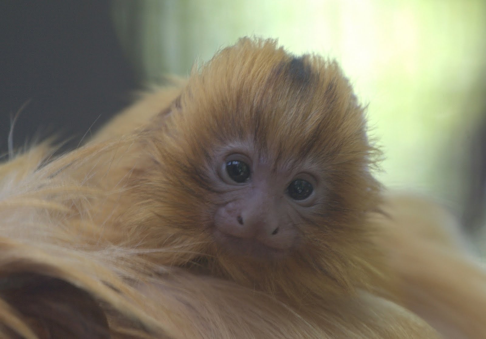 The Santa Ana Zoo at Prentice Park Stork Visits the Santa Ana Zoo with