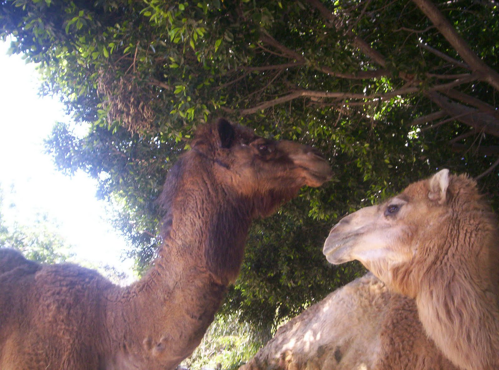 The Santa Ana Zoo at Prentice Park Camels at the Santa ana Zoo!