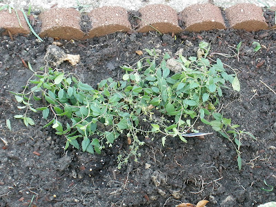 Trailer Trash! The Story of my Corner of the World: Creeping Speedwell