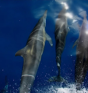 Dolphins playing just in front of a boat, like they often do