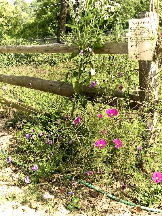 [03Jan01_Colonialfarm_45.jpg]