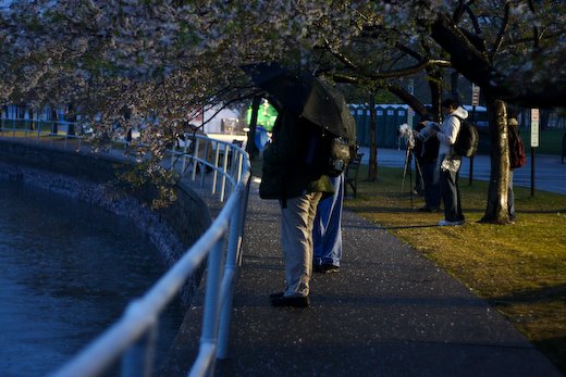 [09Apr11_cherryblossoms_33.jpg]