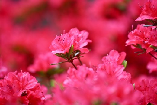 [09May06_flowersPRC_17.jpg]