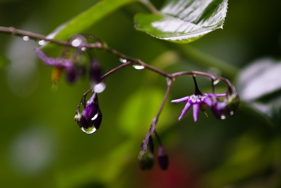 [09Jun04_rain_19.jpg]