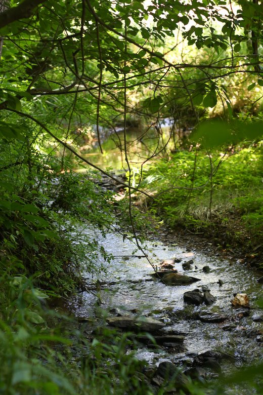 [09Jun24_moutainside_247.jpg]