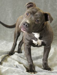 Chicago Blue; Babies & Bullies: The Meaty Monster!!!