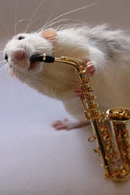 Ratos músicos