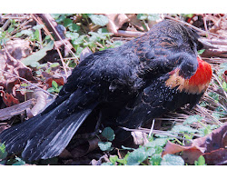 birds sky night falling bird dead flying tlc fall comic mass fish