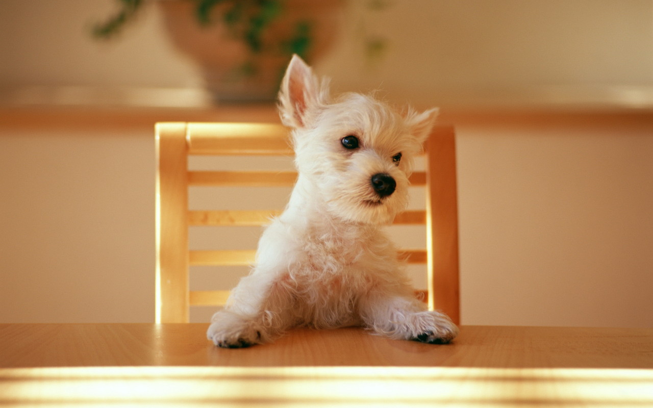 [cachorro-sentado-mesa-001.jpg]