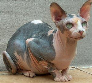 Black-white+sphynx.JPG
