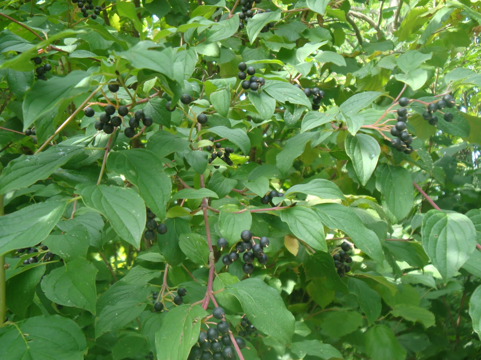 Tutti Pazzi Per Le Piante IL CORNIOLO O CORNUS MAS