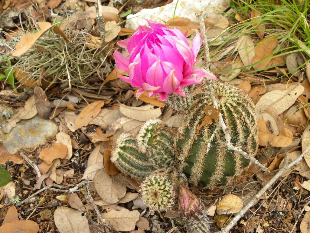 cactus tevas