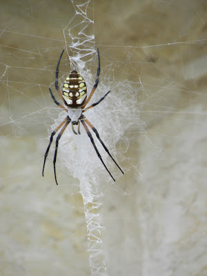 Diane's Texas Garden: Yellow Garden Spider