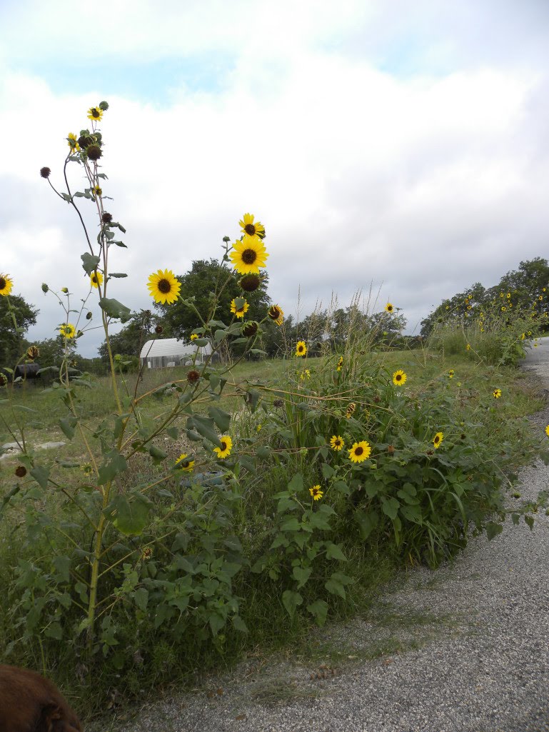 Diane's Texas Garden Wild Sunflowers