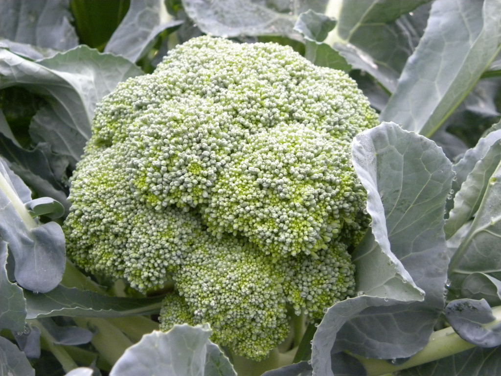 Diane's Texas Garden Broccoli